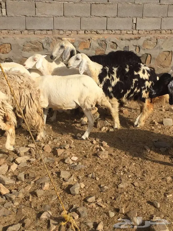 16 راس بفحلها للبيع  (image 6)