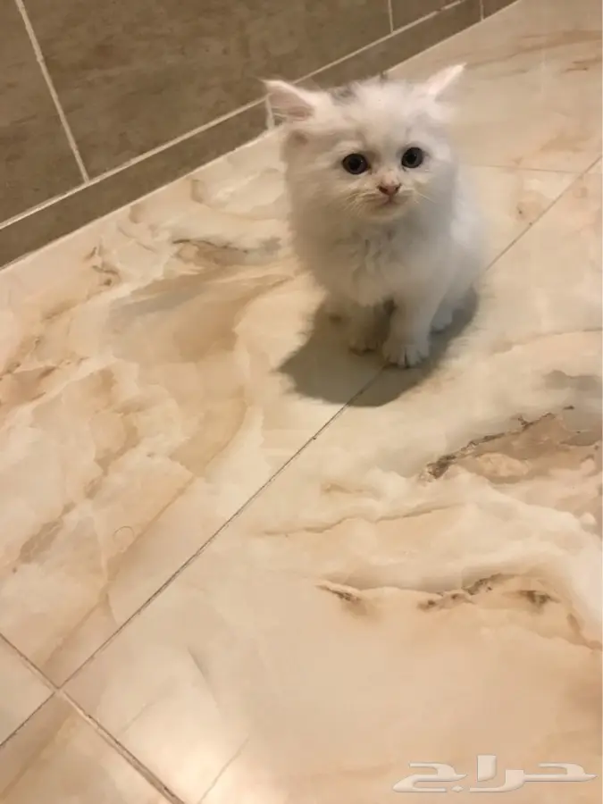 قط شيرازي صغير