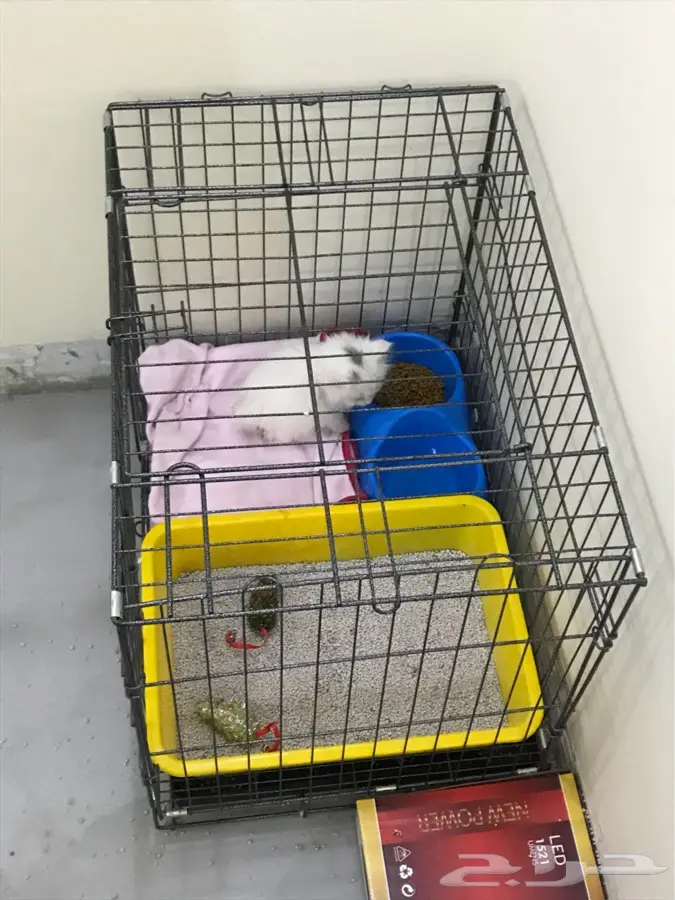 قط شيرازي صغير (image 8)