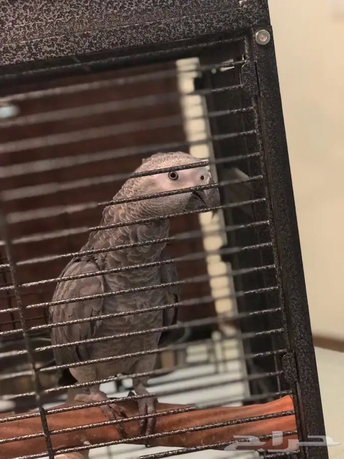 ببغاء كاسكو 2000 (image 1)