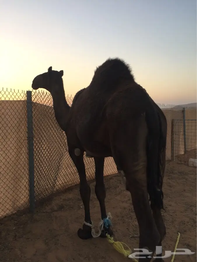 الرياض - قعود مجهم السن (image 1)