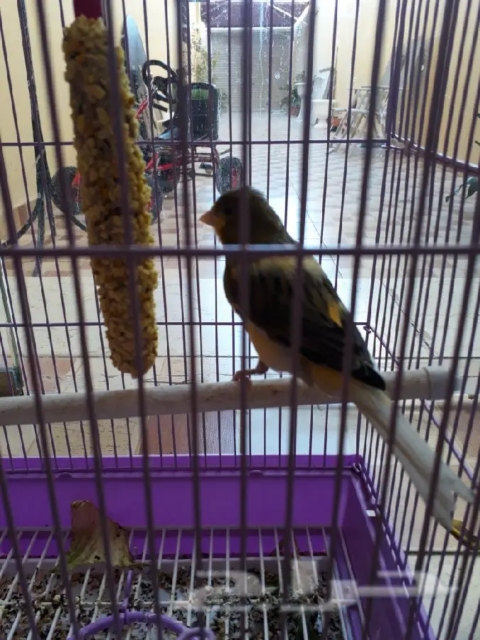 للبيع كناري يغرد  (image 2)