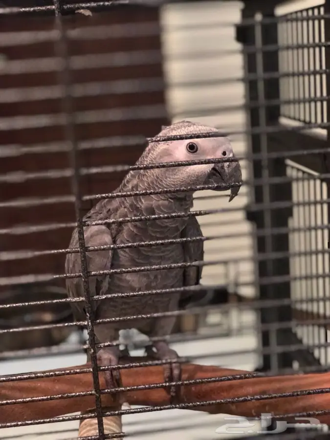 ببغاء كاسكو 2000 (image 2)