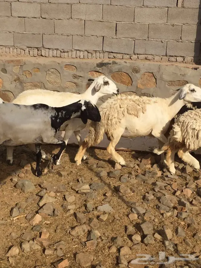 16 راس بفحلها للبيع  (image 8)