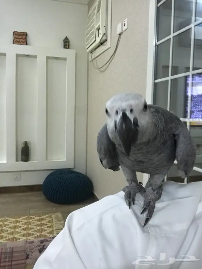 ببغاء كاسكو 2000 (image 6)