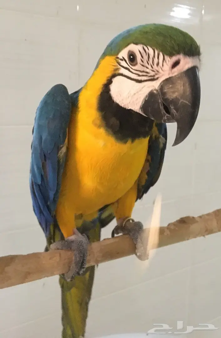 ببغاء مكاو أليف - فرصة لا تُفوَّت! (image 5)