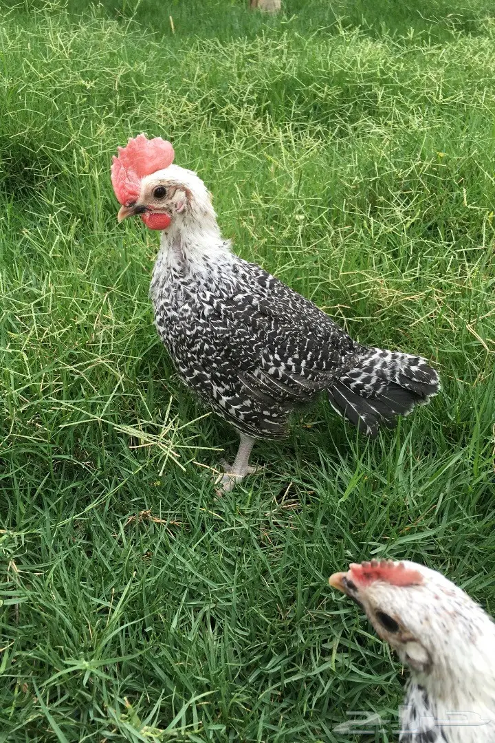 دجاج فيومي توصيل مجاني لجميع المناطق