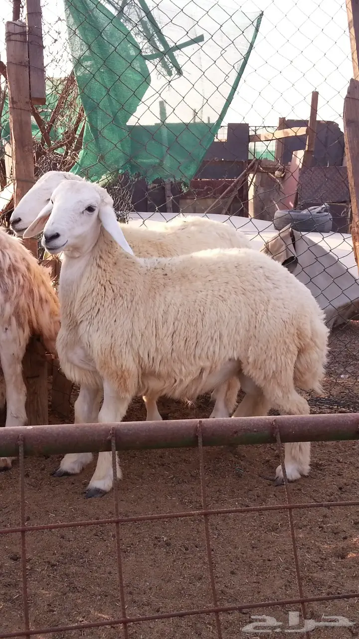 أبقار حلوب مميزة - طليين، طيبة، شحم ولحم العمر الواحد (image 1)