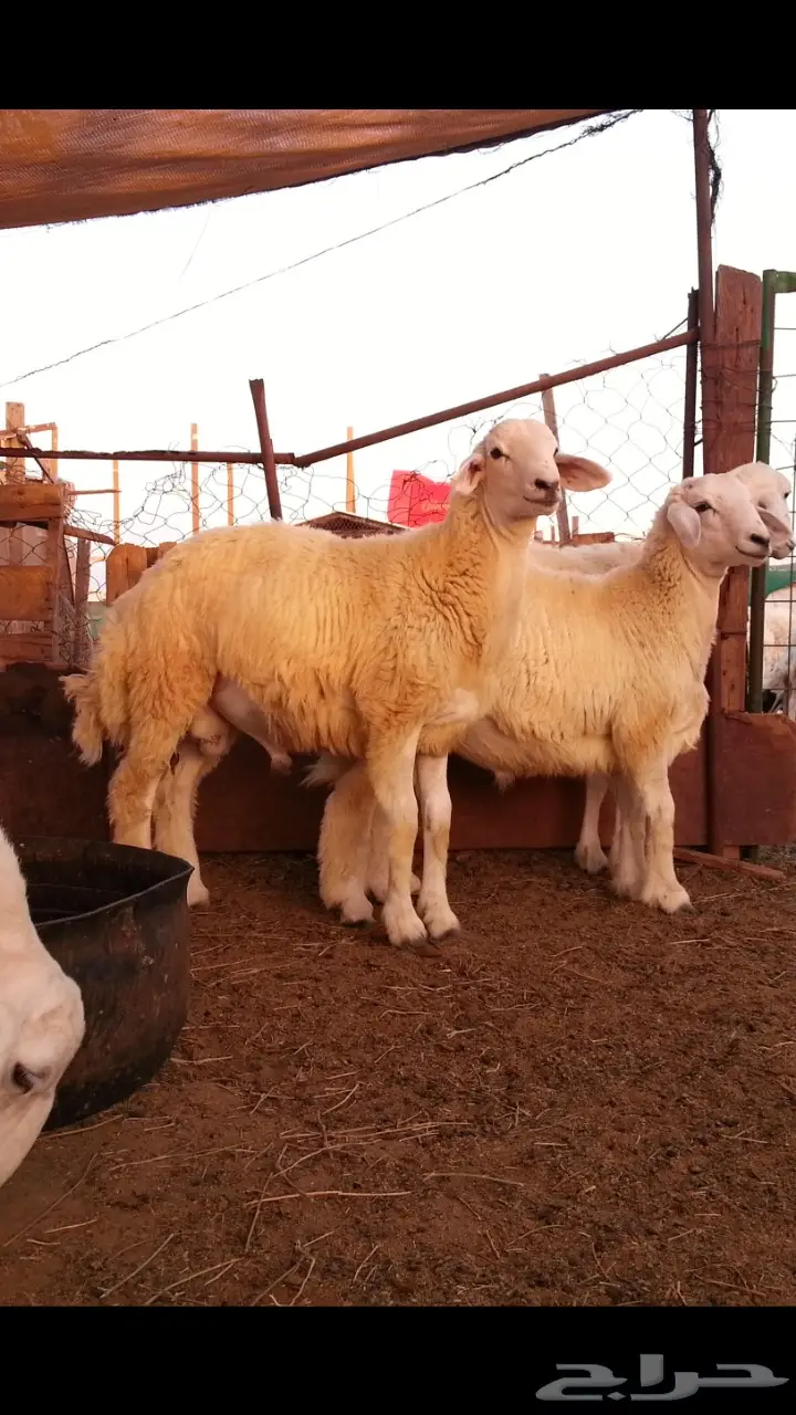 أبقار حلوب مميزة - طليين، طيبة، شحم ولحم العمر الواحد (image 2)