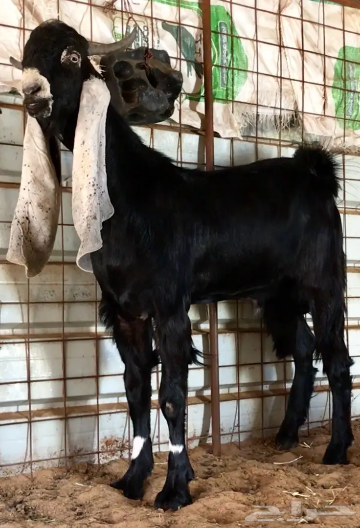 جفر حجازي أنثى - فرصة ذهبية! (image 3)