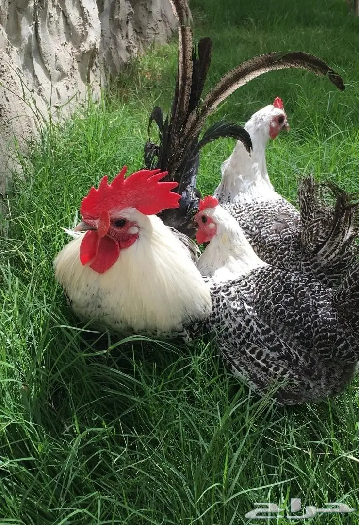 صيصان فيومي بسعر خاص  (image 3)