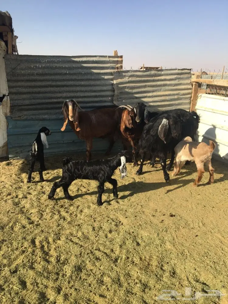 للبيع 4معزا تحتها 4