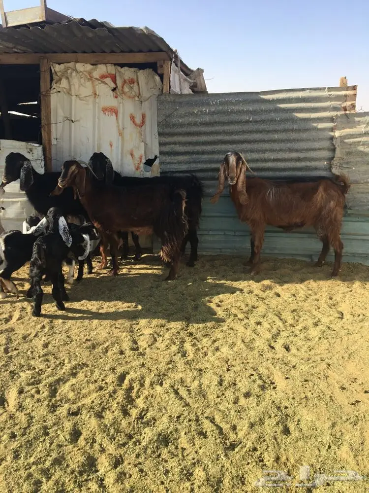 للبيع 4معزا تحتها 4 (image 3)