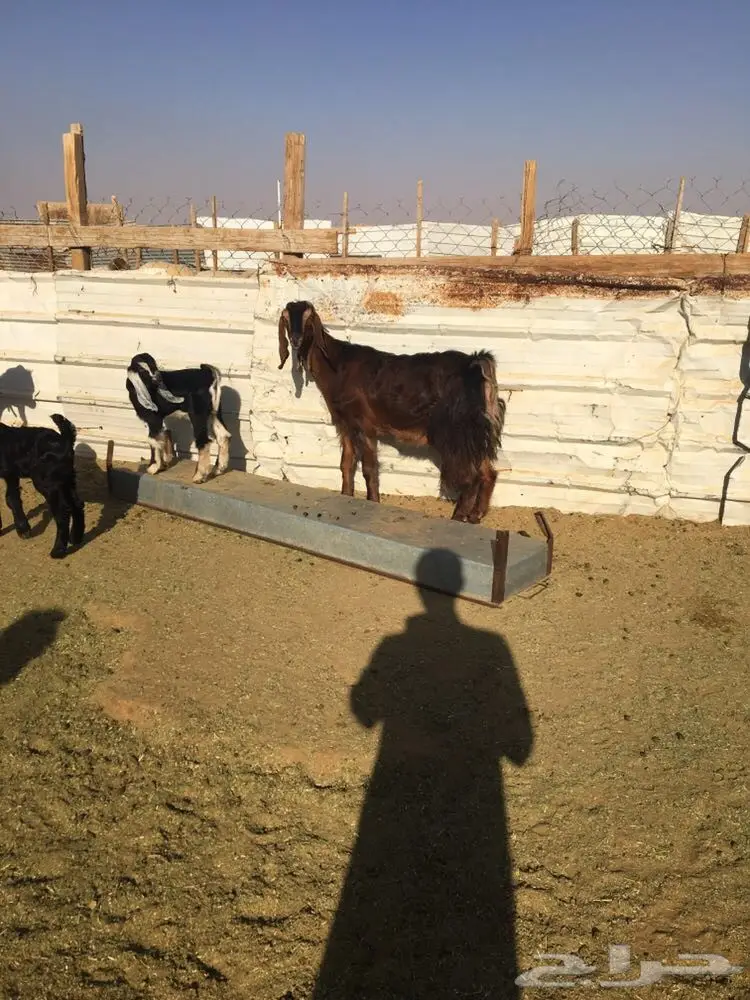 للبيع 4معزا تحتها 4 (image 5)