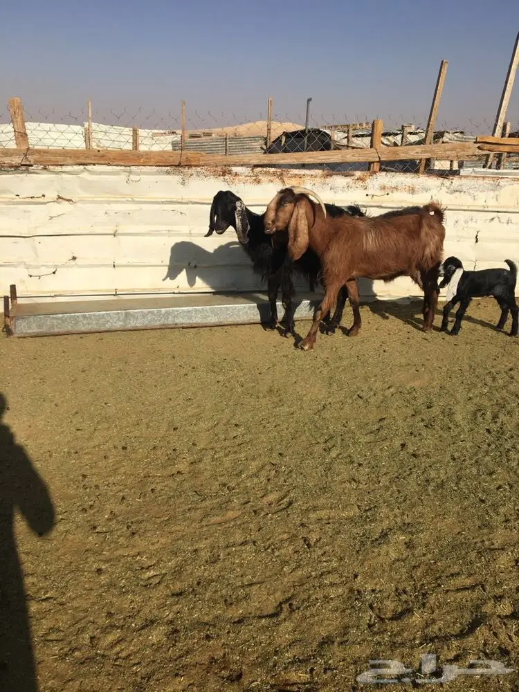 للبيع 4معزا تحتها 4 (image 6)