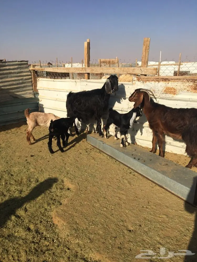 للبيع 4معزا تحتها 4 (image 7)