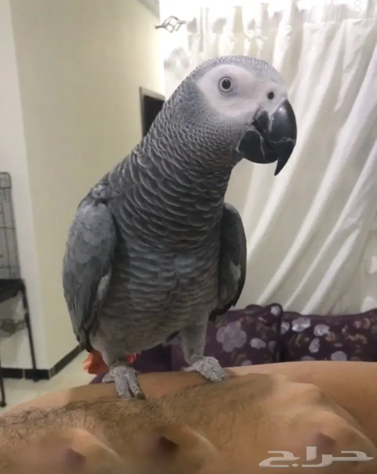 ببغاء كاسكو 