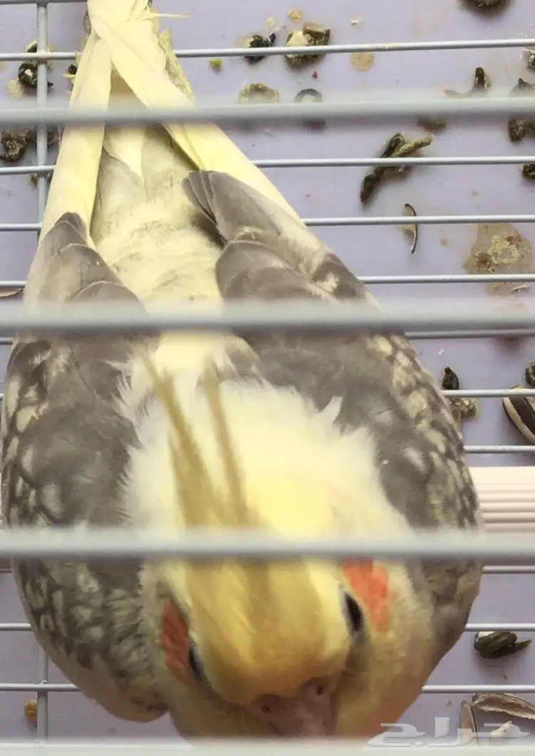 زوج كروان فرصه للمربي (image 1)