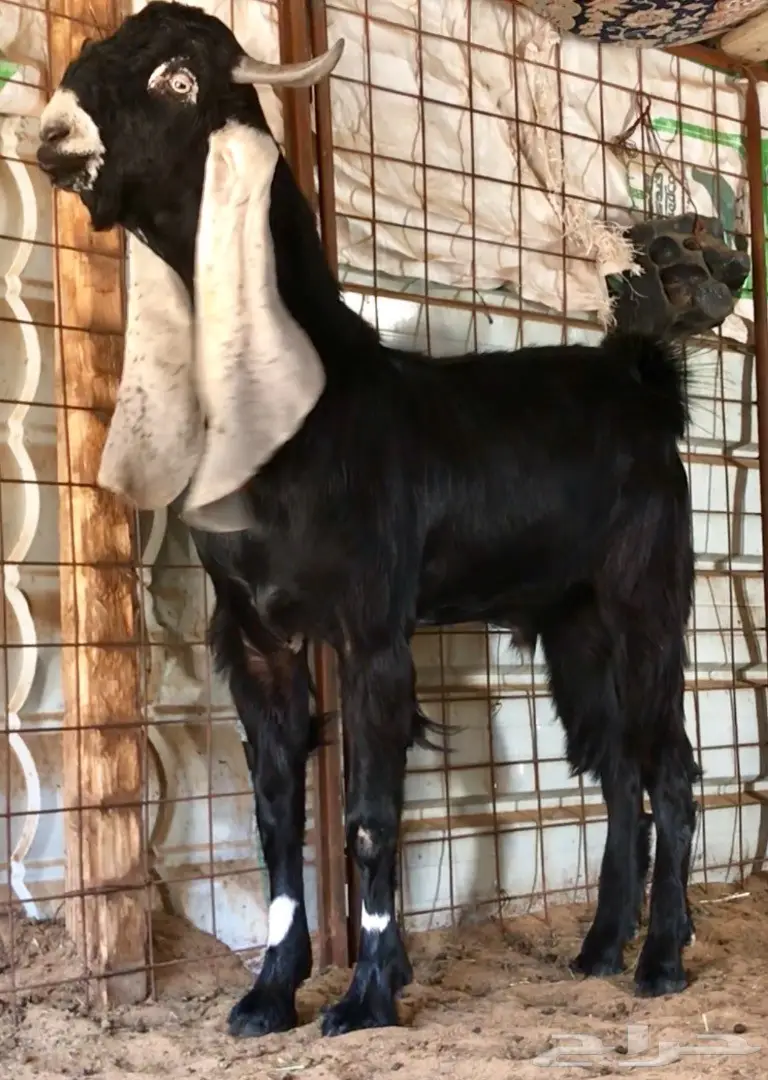 جفر حجازي أنثى - فرصة ذهبية!