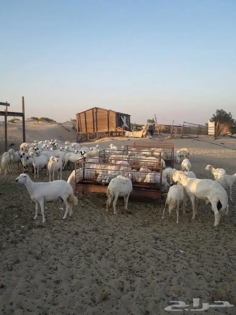 للبيع غنم حريات مع مراحها (image 3)