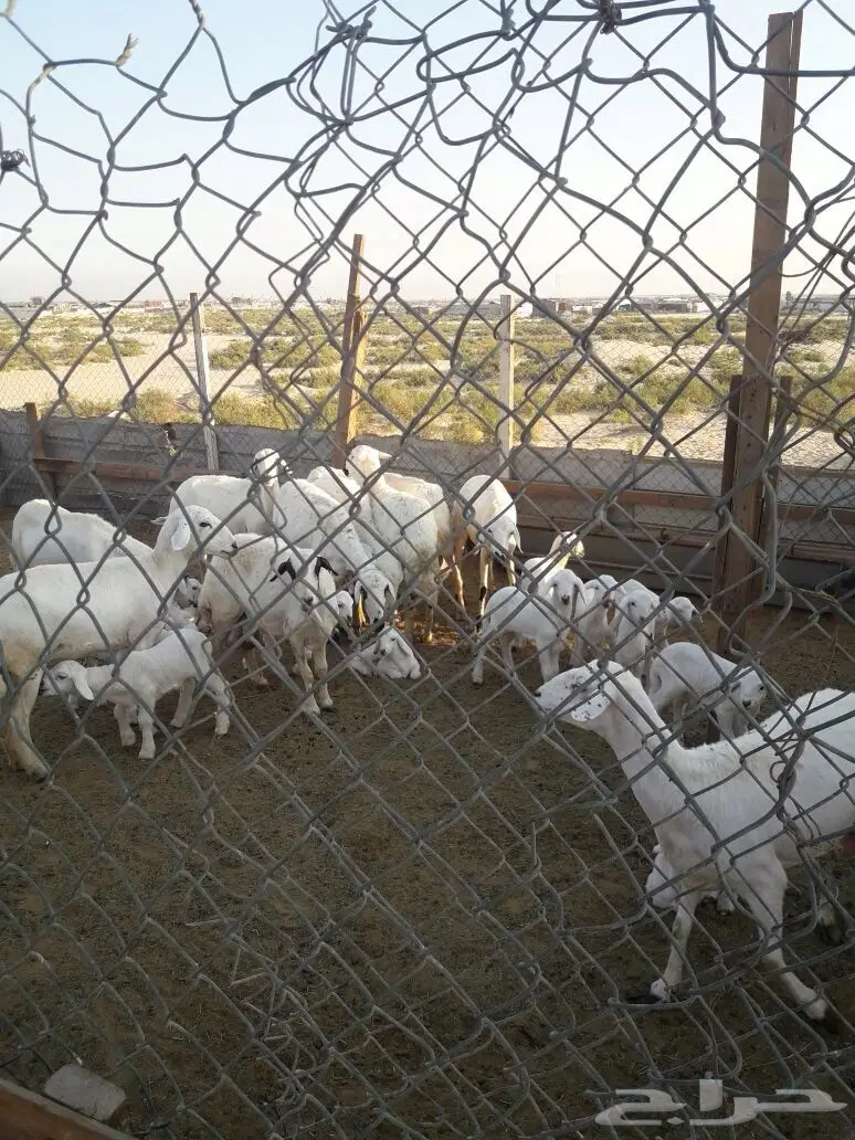 للبيع غنم حريات مع مراحها (image 4)