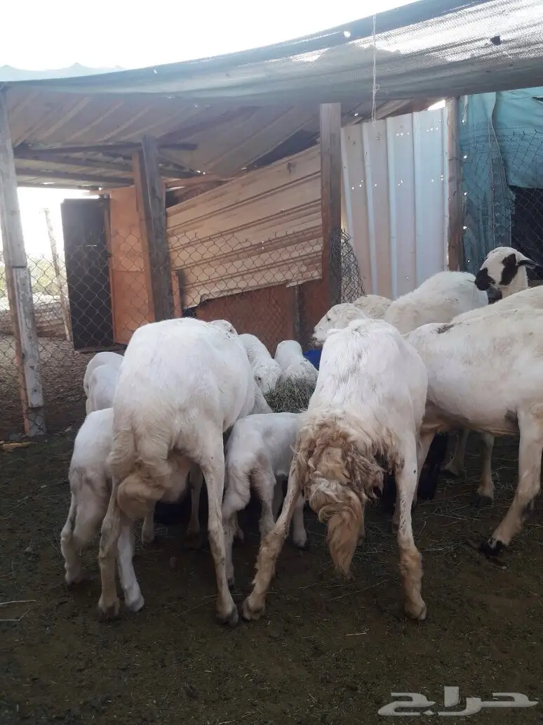 للبيع غنم حريات مع مراحها (image 5)