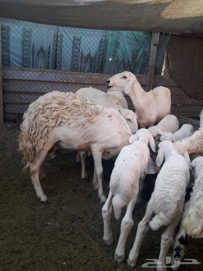 للبيع غنم حريات مع مراحها (image 6)