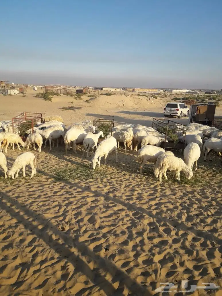 للبيع غنم حريات مع مراحها (image 7)