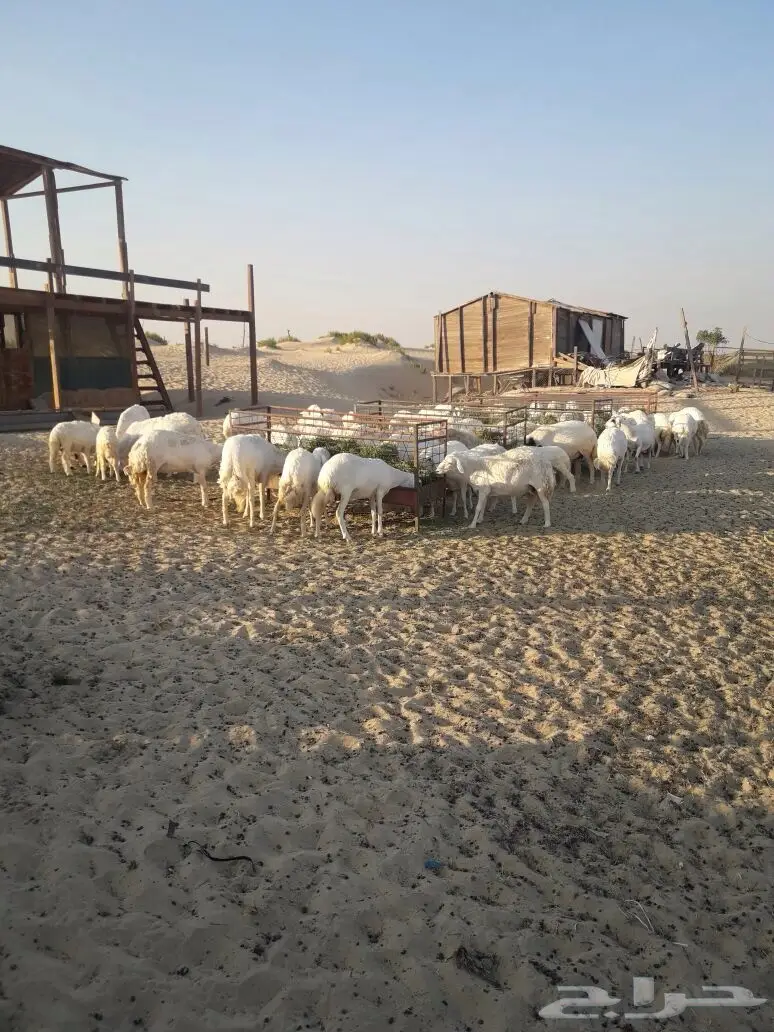 للبيع غنم حريات مع مراحها (image 10)