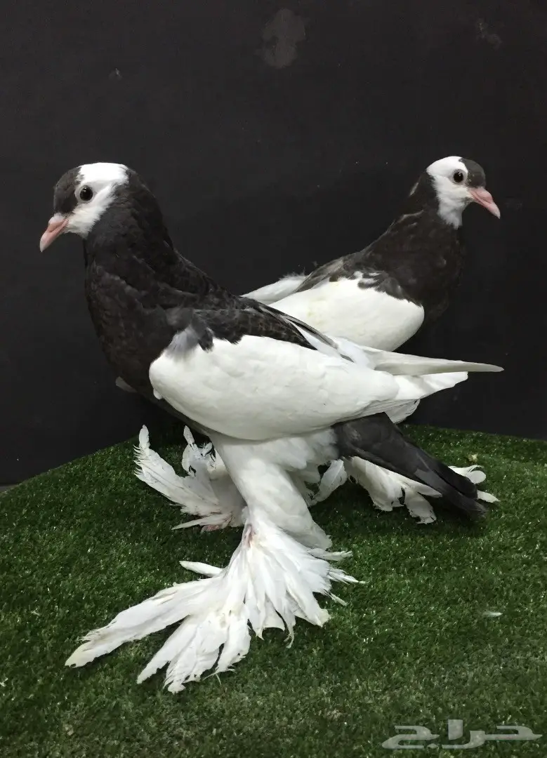 طبه نفاخ مسوبع  (image 5)