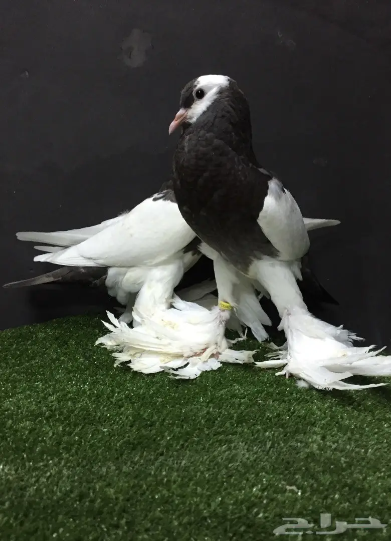 طبه نفاخ مسوبع  (image 3)