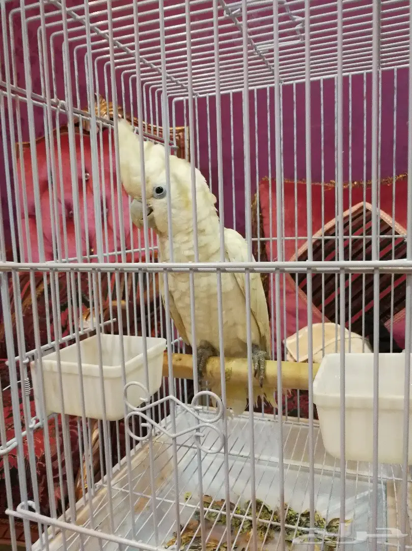 كوكاتو أمبريلا - فرصة ذهبية! (image 1)