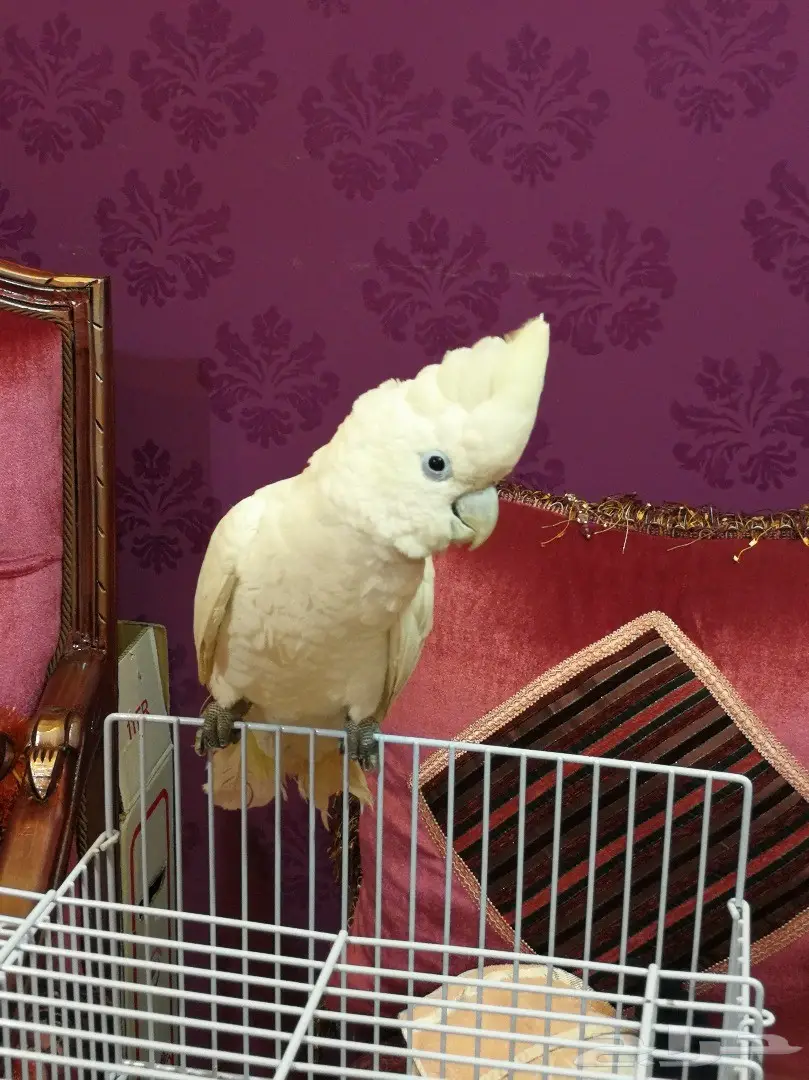 كوكاتو أمبريلا - فرصة ذهبية! (image 2)