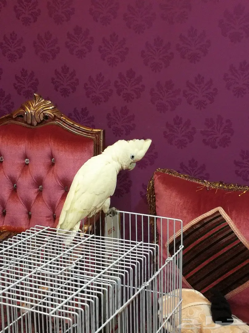 كوكاتو أمبريلا - فرصة ذهبية! (image 3)