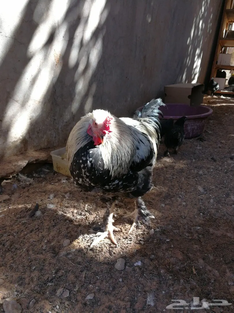 ديك هجين براهما - فرصة لا تُفوَّت!