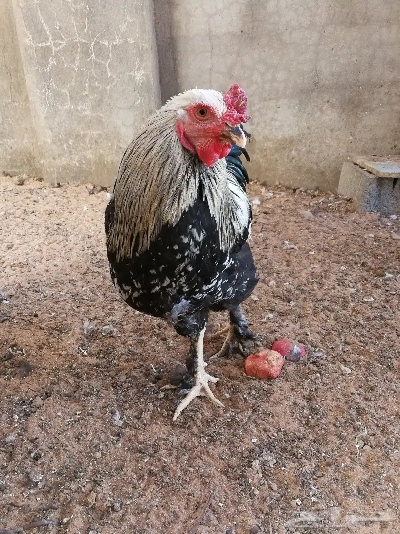 ديك هجين براهما - فرصة لا تُفوَّت! (image 4)