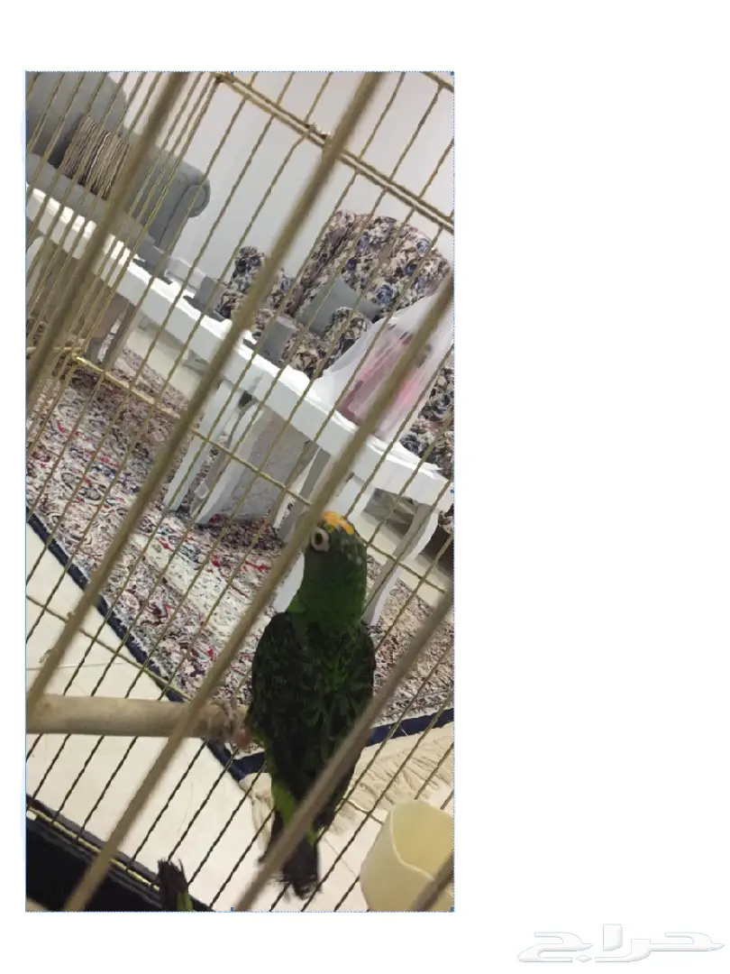 ببغاء قاردين مميز - فرصة لا تُفوّت!