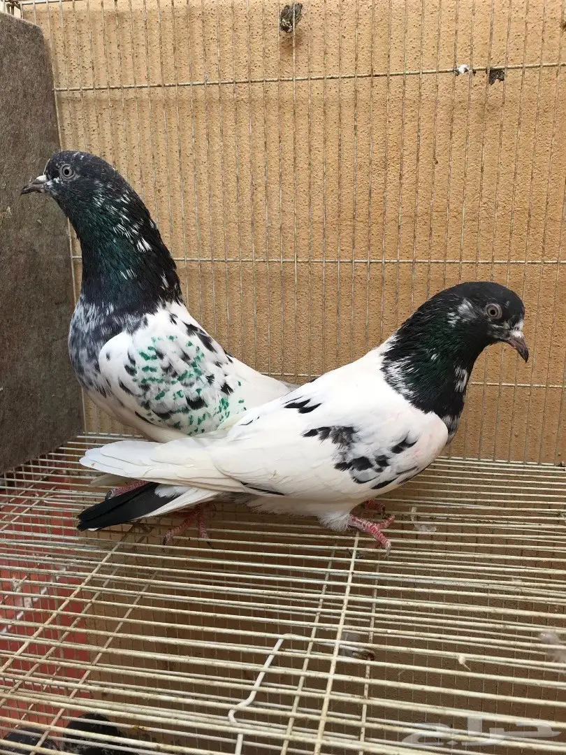طبات تيدي بيور (image 1)