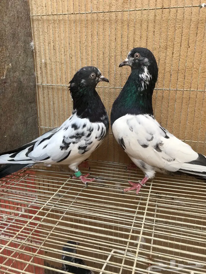 طبات تيدي بيور (image 2)