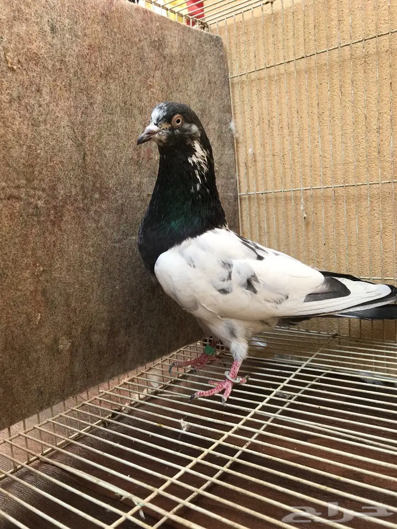 طبات تيدي بيور (image 3)