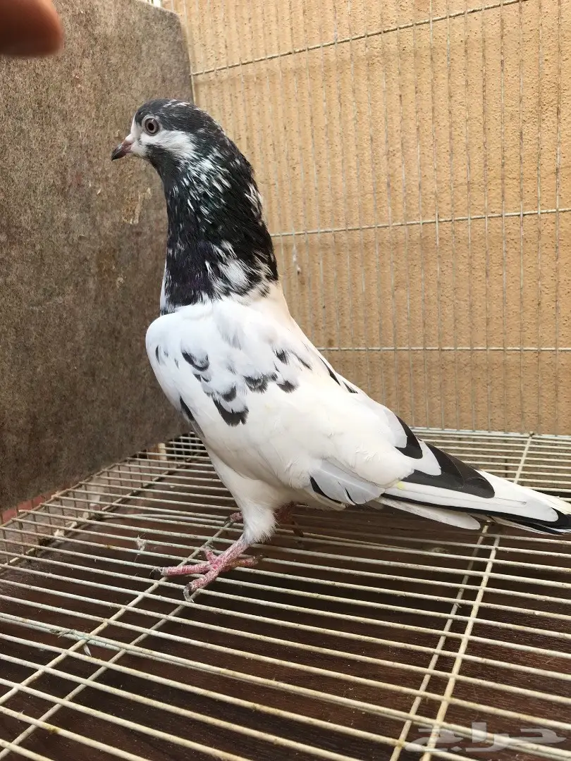 طبات تيدي بيور (image 4)