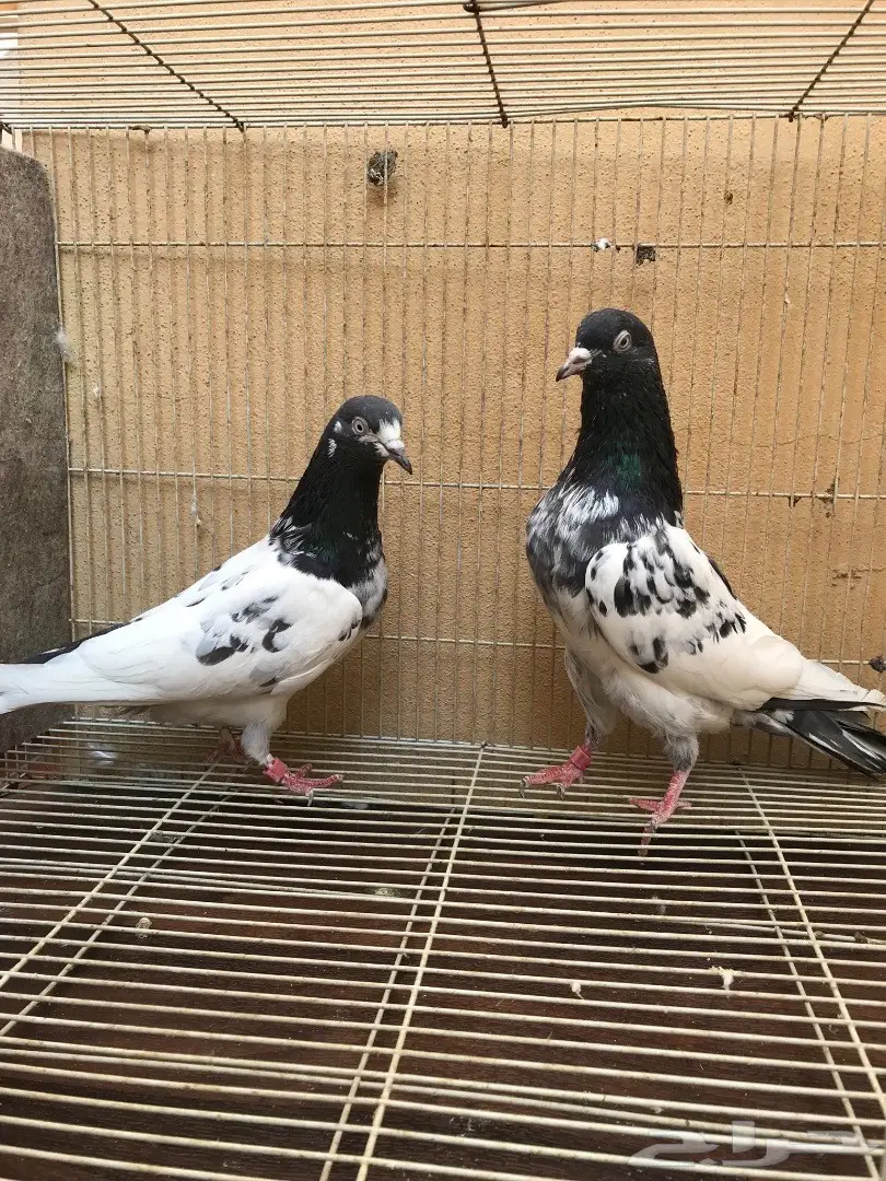 طبات تيدي بيور (image 6)