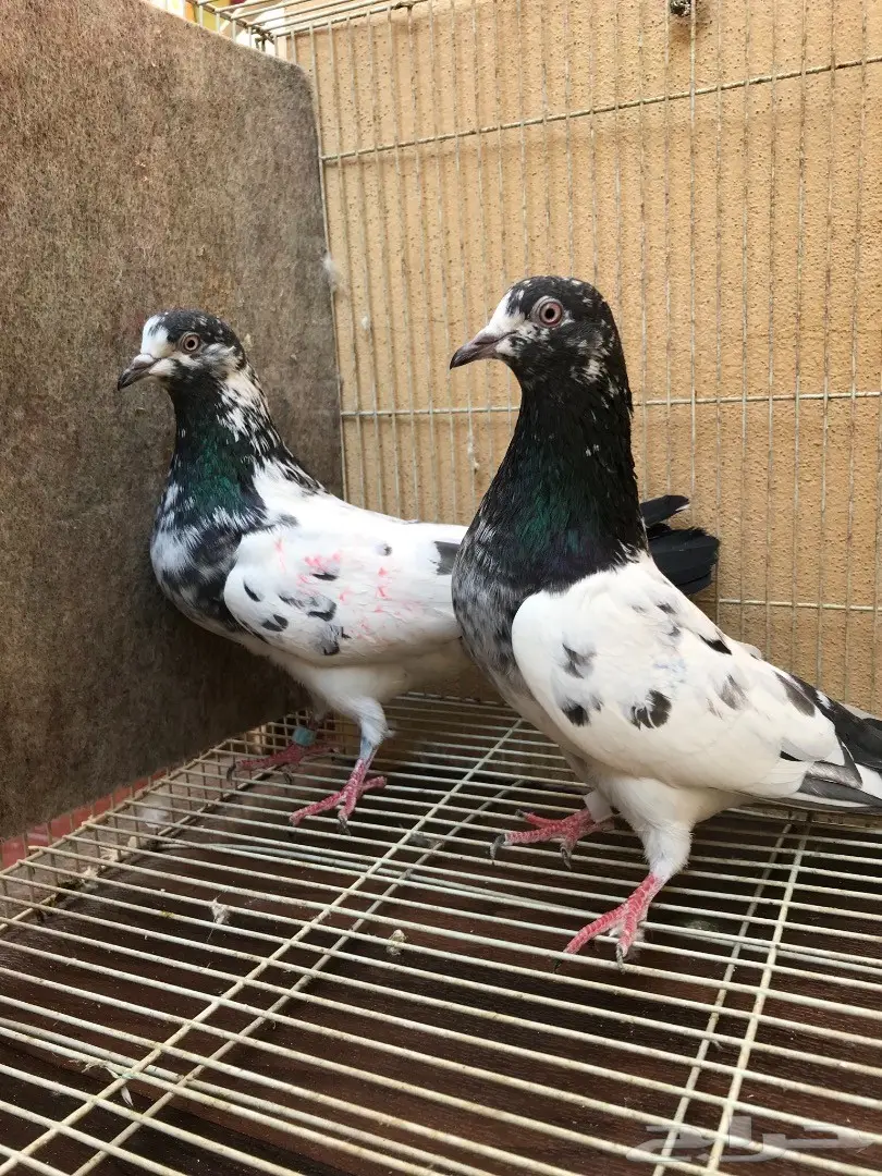 طبات تيدي بيور (image 7)