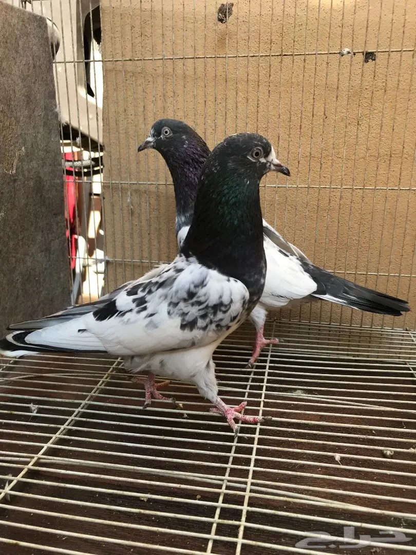 طبات تيدي بيور (image 10)