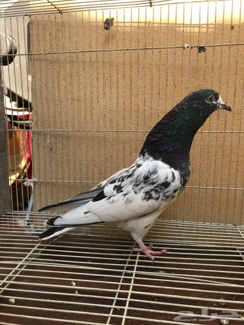 طبات تيدي بيور (image 11)
