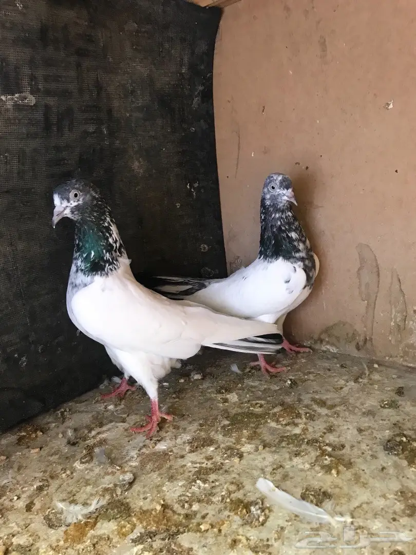 طبات تيدي بيور (image 13)