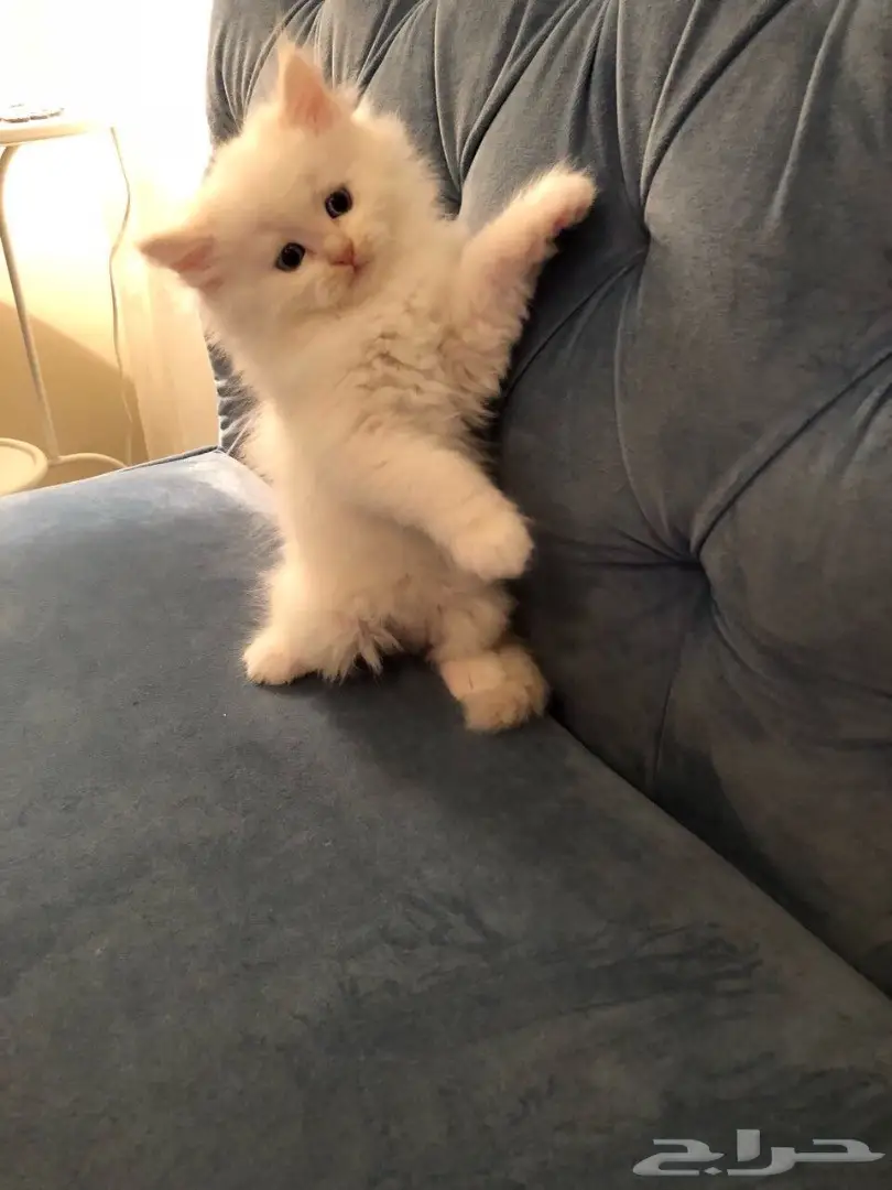 قط شيرازي صغير للبيع