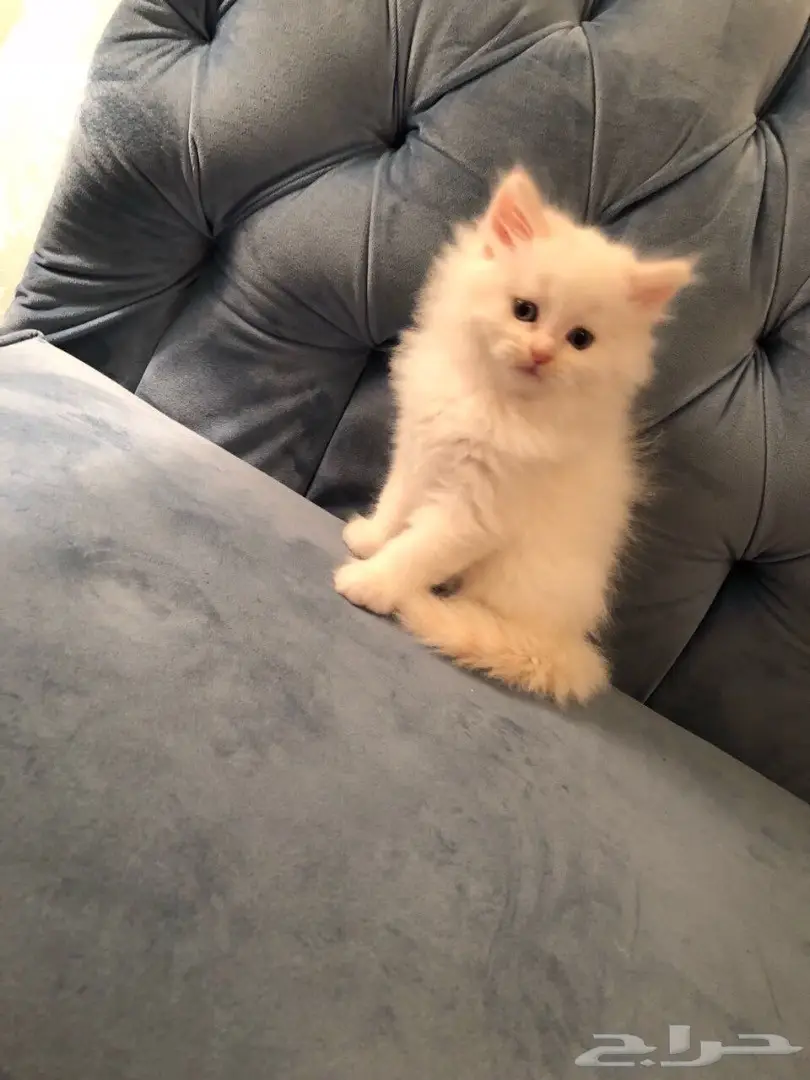 قط شيرازي صغير للبيع (image 1)