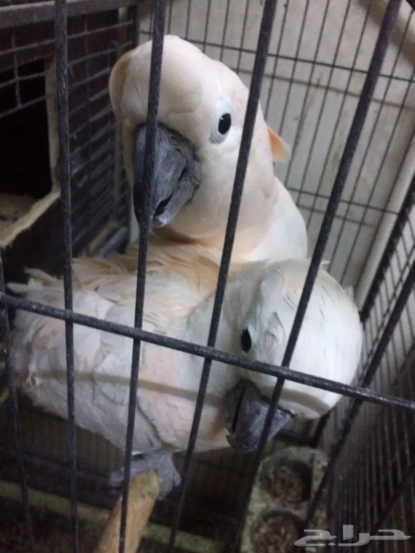 كوكاتو ملوكان جوز منتج مع الشهادة أحجام جامبو (image 8)