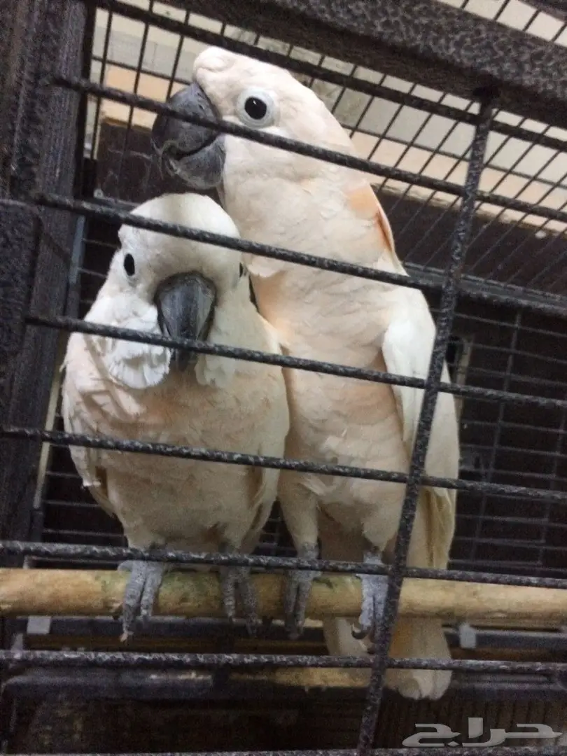 كوكاتو ملوكان جوز منتج مع الشهادة أحجام جامبو (image 9)